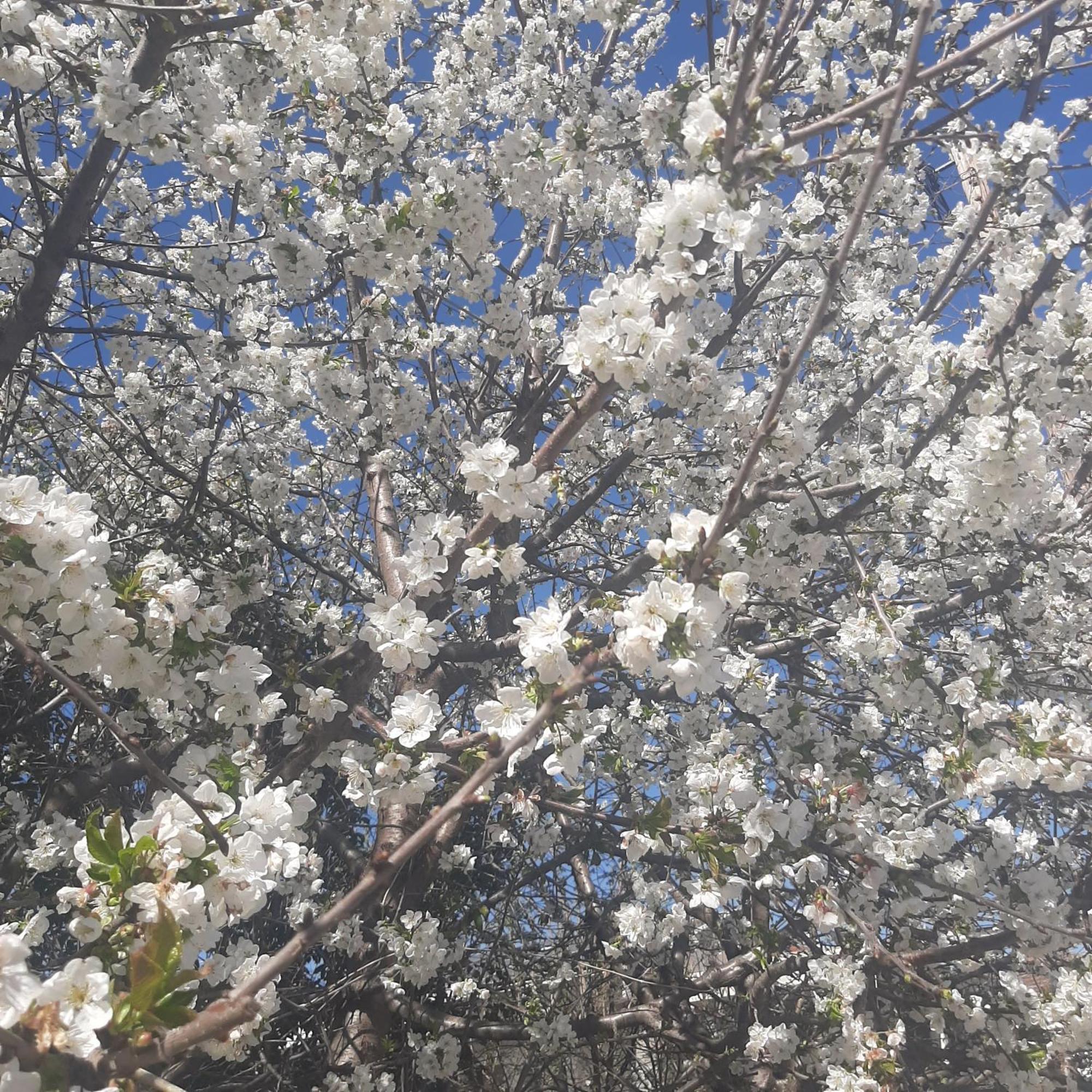 Αρχοντικό Παπανικολάου Villa Ligaria  Buitenkant foto