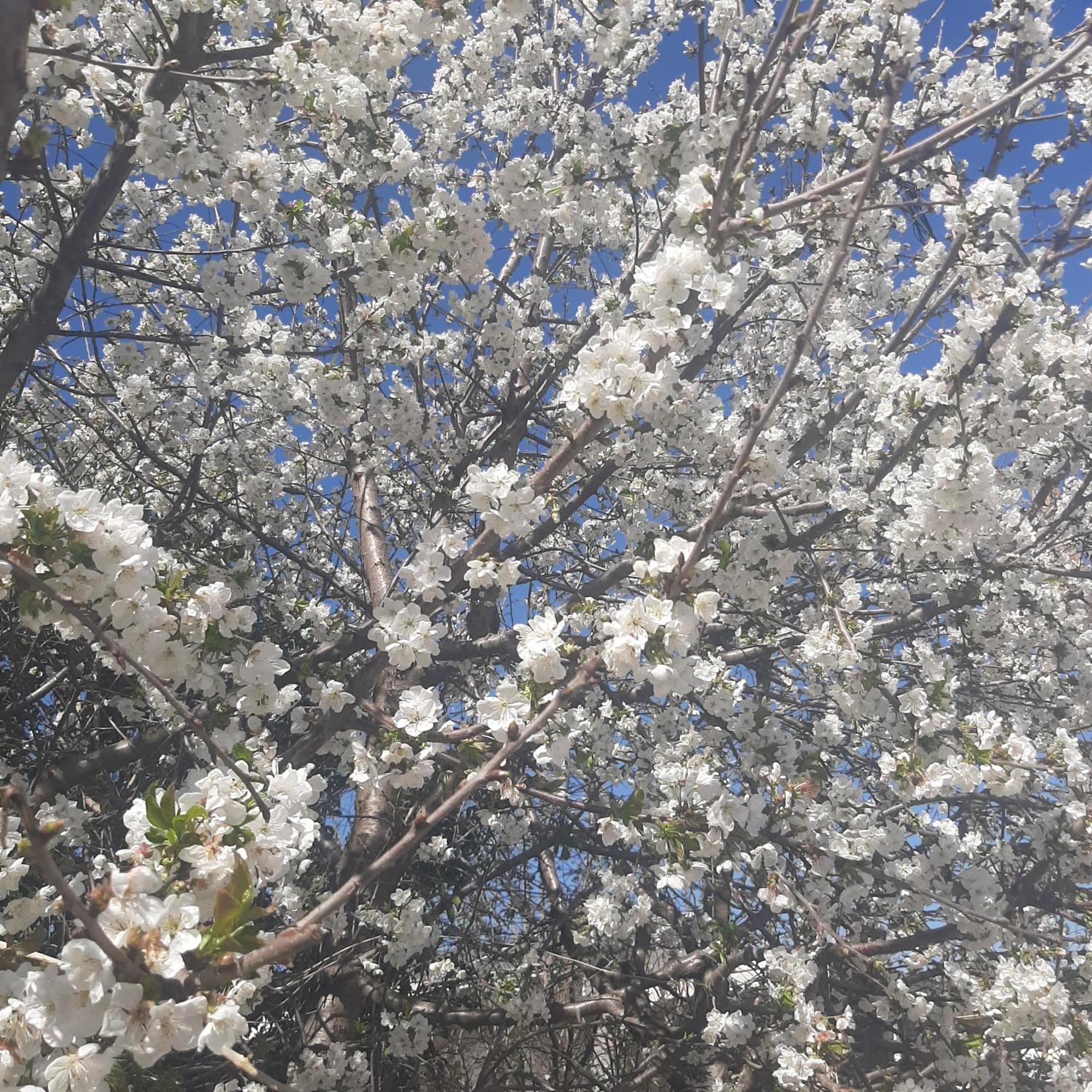 Αρχοντικό Παπανικολάου Villa Ligaria  Buitenkant foto